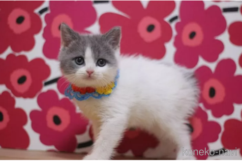 成約済の東京都のスコティッシュフォールド-99788の2枚目